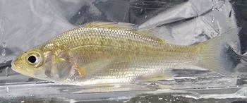 White perch