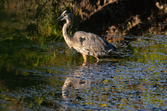 Great Blue Heron walking in the water