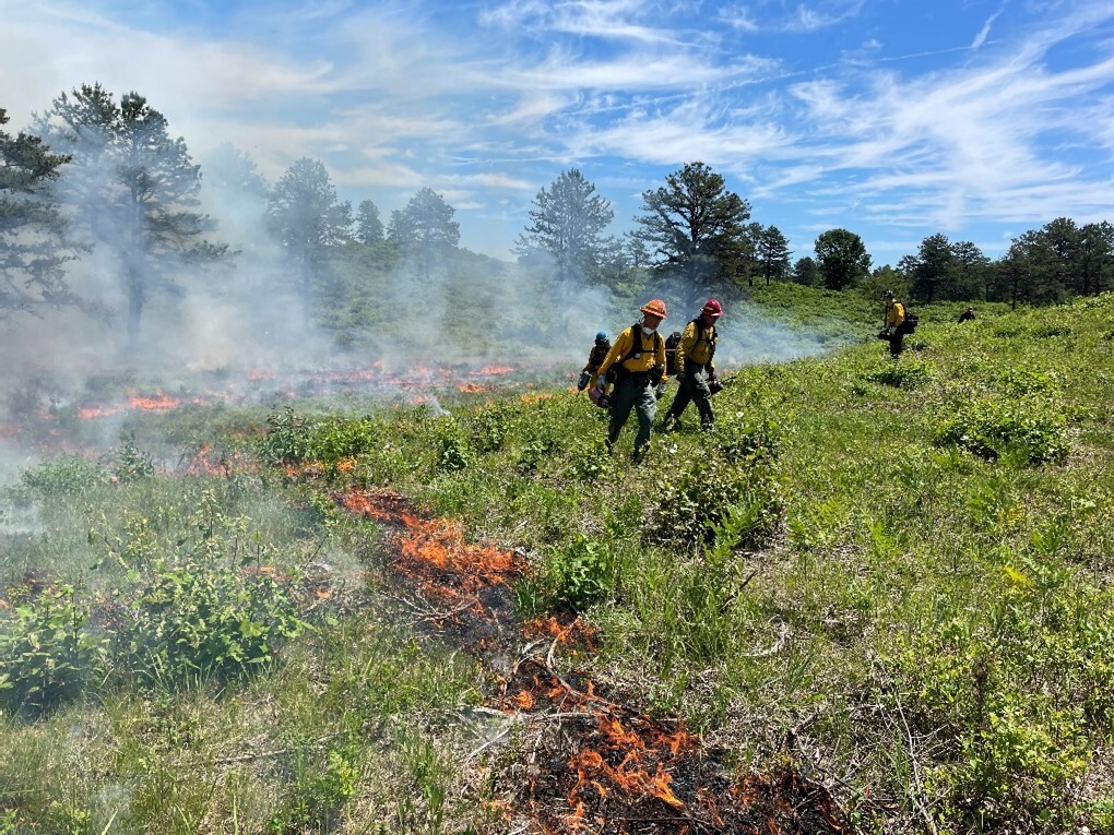 Albany Pine Bush prescribed burn