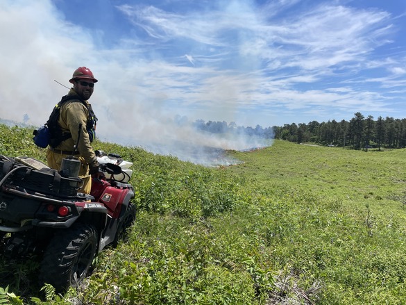 Burn Boss Briggs at Albany Pine Bush prescribed burn