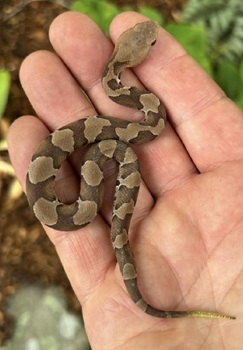 Northern copperhead