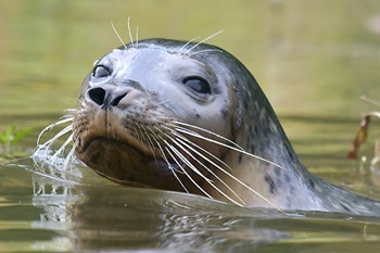 Harbor seal