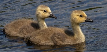 Canada geese goslings