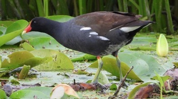 Common gallinule