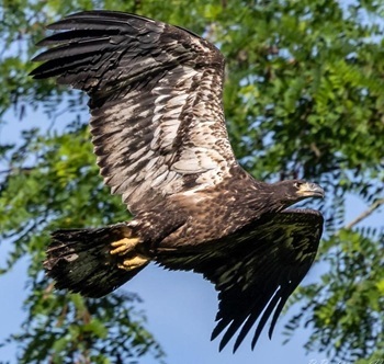Bald eagles