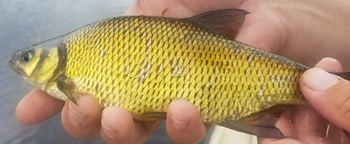 Golden shiner