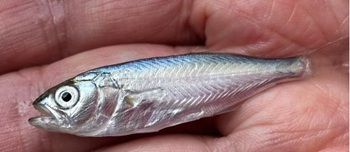 Bluefish