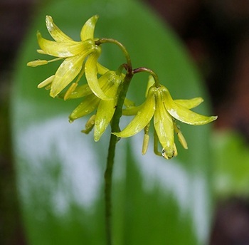 Clintonia