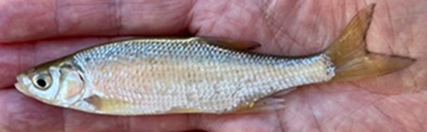 Golden shiner