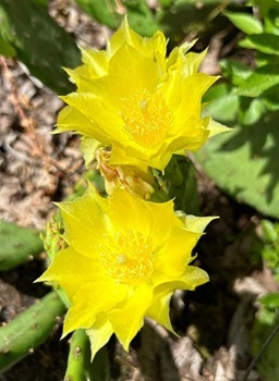 Eastern prickly pear