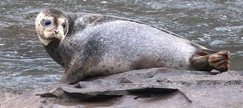 Harbor seal