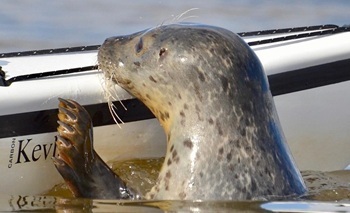 Harbor seal