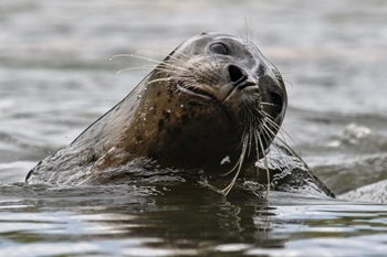 Harbor seal