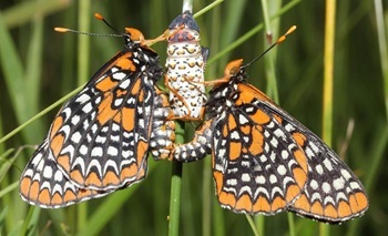 Baltimore checkerspot