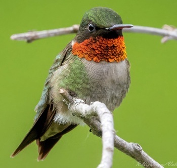 Ruby-throated hummingbird
