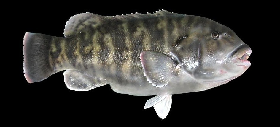 Tautog