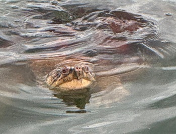 Snapping turtle