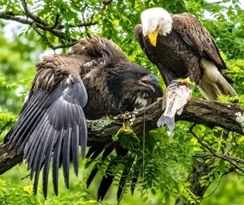 Bald eagle with largemouth bass