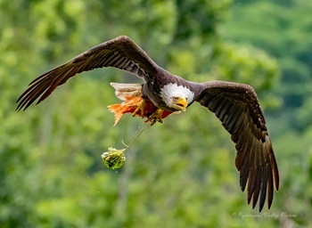 Bald eagle with goldfish