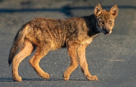 Coyote pup