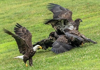 Bald eagles
