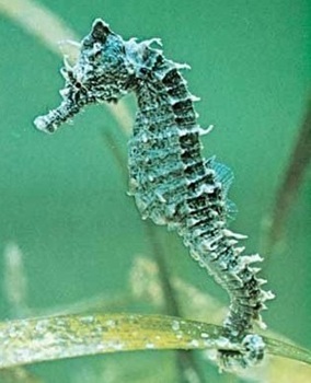 Lined seahorse