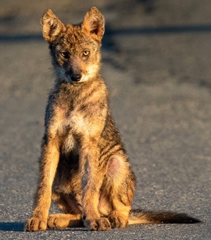 Coyote