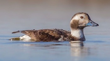 Long-tailed duck