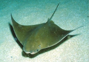 Cownose ray