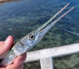 Atlantic needlefish
