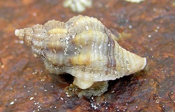 Oyster drill