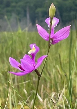 Grass Pink