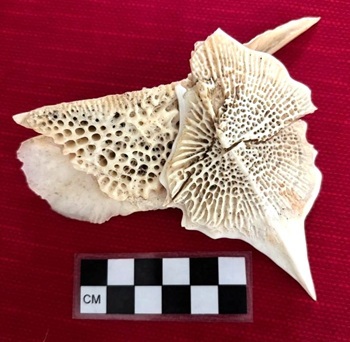 Sturgeon scutes