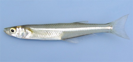 Atlantic silverside