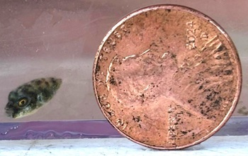 Northern puffer