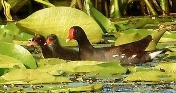 Common gallinule