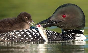 Common loon