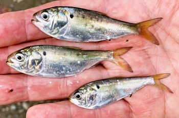 Atlantic menhaden