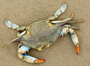 Blue crab