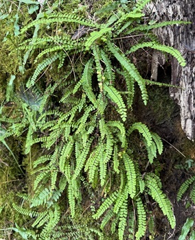 Maidenhair spleenwort
