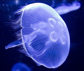 Moon jellyfish