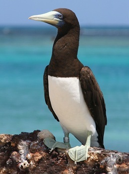 Brown booby