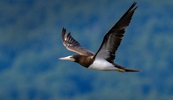 Brown booby