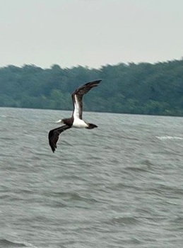 Brown booby