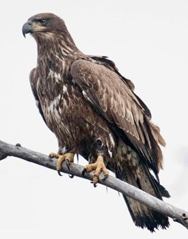 NY459 Immature Bald Eagle