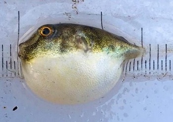 Northern puffer