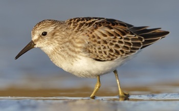 Least sandpiper