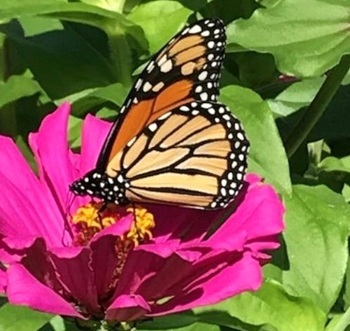Monarch