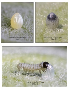 Monarch eggs