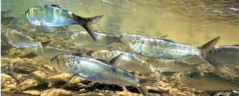 Alewives